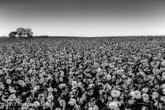 Cotton field at dusk, northern Alabama