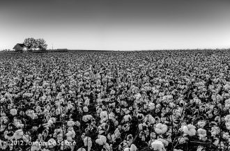 Cotton field at dusk, northern Alabama