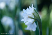 Paper whites