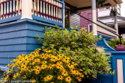 Buffalo, NY garden, Black Eyed Susans