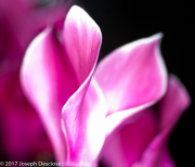 Cyclamen Detail