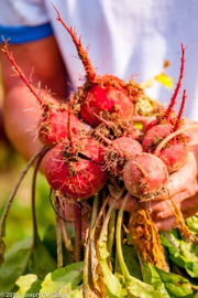 Alabama, Jones Valley Farm, Mt. Laurel, gardening, harvest, orgnanic farming, vegetables