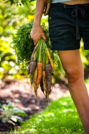 carrots, farmer, garden, gardener, healthy, lifestyle, organic, summer, vegetable, woman, woman's legs