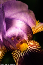 bearded iris, flower, garden, spring,