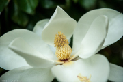 Magnolia grandiflora flower