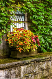 Container gardening with coleus