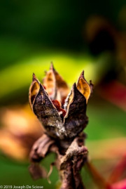 Hibiscus seed pods, abstract
