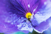 Frost on Pansy Flower