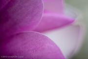 Magnolia Flower abstract