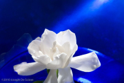 Gardenia flower still life