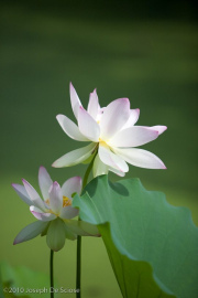 Sacred Lotus flower