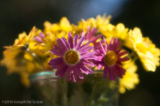 Zinnias Bouquet