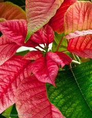 Poinsettia, leaves