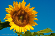 Sunflowers against a blue sky