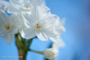 Paper whites