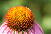 Echinacea flower head