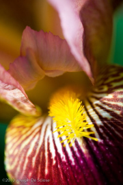 Iris flower