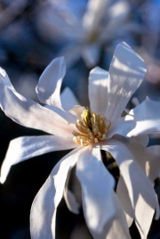 Star Magnolia flower