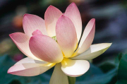 Sacred Lotus flower