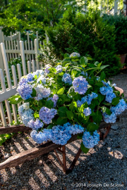 Hydrangeas, garden