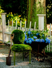 Hydrangeas, garden