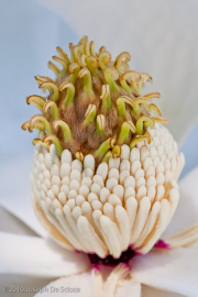Tower of Jewels, Magnolia flower