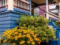 Buffalo, NY garden, Black Eyed Susans
