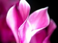 Cyclamen Detail