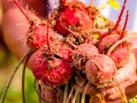 Alabama, Jones Valley Farm, Mt. Laurel, gardening, harvest, orgnanic farming, vegetables