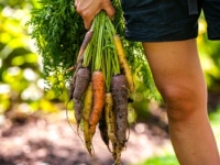 carrots, farmer, garden, gardener, healthy, lifestyle, organic, summer, vegetable, woman, woman's legs