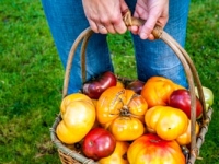 A basket of fresh organic heirloom tomatoes,