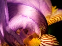 bearded iris, flower, garden, spring,