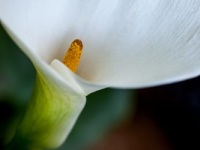 Calla Lily,  Zantedeschia aethiopica, flower, spring