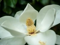 Magnolia grandiflora flower