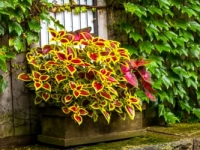 Container gardening with coleus