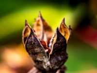 Hibiscus seed pods, abstract