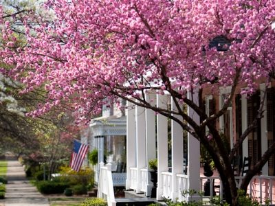 Cherry blossoms, Columbus, Georgia