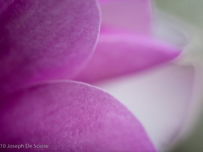 Magnolia Flower abstract
