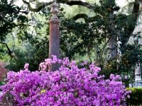 Azaleas in bloom, cemetery,  St.Francisville, Louisiana