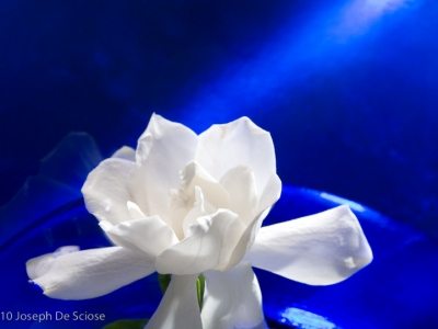 Gardenia flower still life