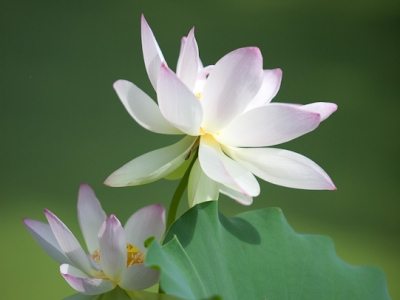 Sacred Lotus flower