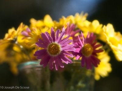 Zinnias Bouquet