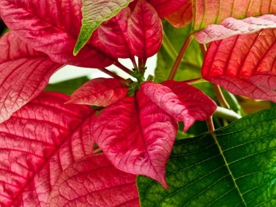 Poinsettia, leaves