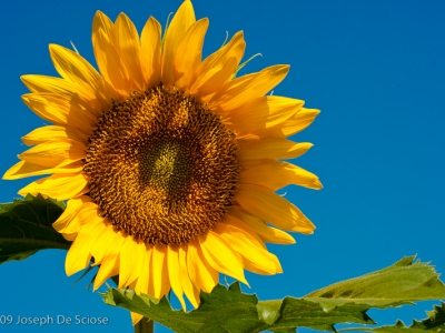 Sunflowers against a blue sky