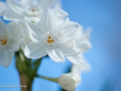 Paper whites