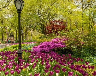 Central Park Spring Vignette