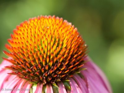 Echinacea flower head
