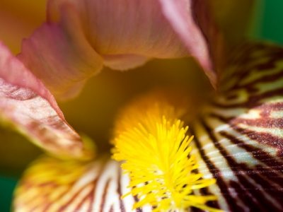 Iris flower