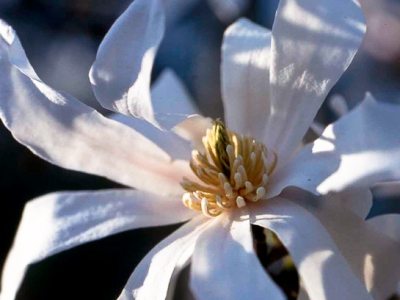 Star Magnolia flower