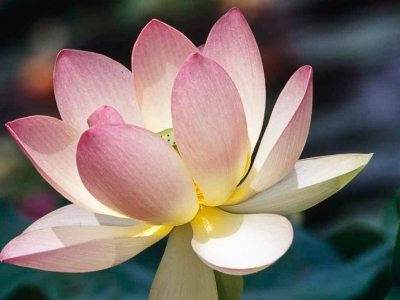 Sacred Lotus flower